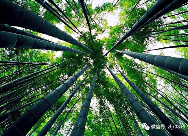 蜀南竹海