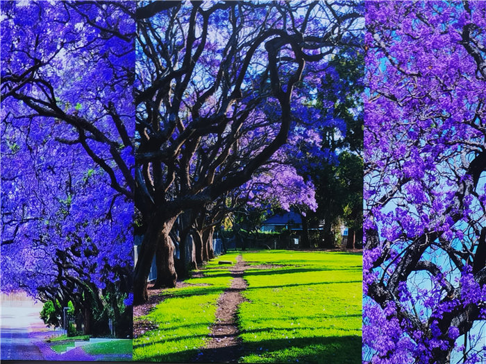 綿陽(yáng)中旅假日旅行社2025年澳洲暨秋季線路品鑒會(huì)